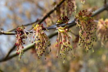 Genç Akçaağaç yaprakları, Acer olarak da bilinen, bir ağaç ve çalı cinsidir. Acer pseudoplatanus, veya Acer platanoides, Avrupa 'nın en yaygın akçaağaç türü. Yüksek kalite fotoğraf.