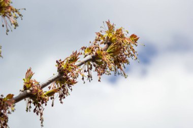 Genç Akçaağaç yaprakları, Acer olarak da bilinen, bir ağaç ve çalı cinsidir. Acer pseudoplatanus, veya Acer platanoides, Avrupa 'nın en yaygın akçaağaç türü. Yüksek kalite fotoğraf.