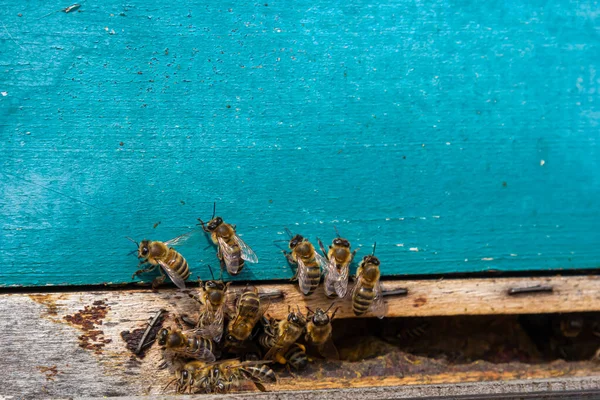 Honeybees Entering Hive Bees Entrance Hive Close Blue Background Hive — Stock Photo, Image