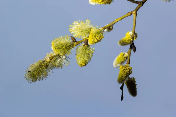 Sauce Salix Caprea Ramas Con Brotes Que Florecen Principios Primavera —  Fotos de Stock