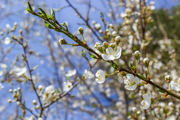 Spring Blossoms Spreading Plum Tree Prunus Divaricata White Flowers Blooming — Photo