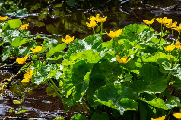 Die Sumpfdotterblume Caltha Palustris Blüht Vor Dem Hintergrund Des Sumpfteichwassers — Stockfoto