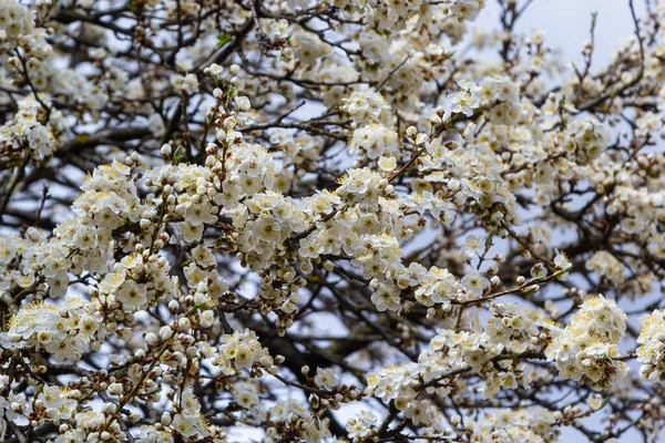 晴れた春の日には森の中に白い梅の花が咲いています 種プルヌス セラシフェラ別名桜梅またはミロバラン梅 — ストック写真
