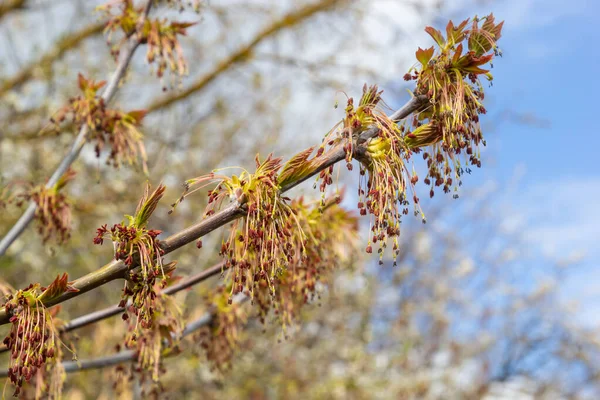 Hojas de arce joven en primavera, nombre común como Acer es un género de árboles y arbustos. Acer pseudoplatanus, o Acer platanoides, la especie de arce más común en Europa. — Foto de Stock