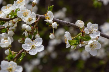 Erik Cerasifera Çiçek açan beyaz erik ağacı. Prunus Cerasifera 'nın beyaz çiçekleri