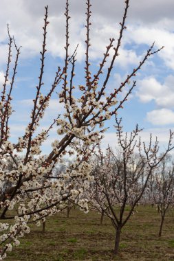 Pembe çiçekli bahar sahnesi. Baharın güneşli bir gününde çiçek açan kayısı ağacıyla güzel bir doğa sahnesi. Bahar çiçekleri. Güzel meyve bahçesi