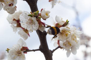 Beyaz kayısı çiçeklerinden polen toplayan sevimli küçük yaban arısı.