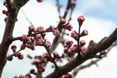 Bahar bahçesinde güzel beyaz kayısı ağaçları çiçek açar. Çiçek açmış kayısı ağacı