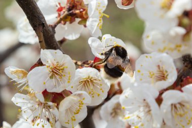 Beyaz kayısı çiçeklerinden polen toplayan sevimli küçük yaban arısı.