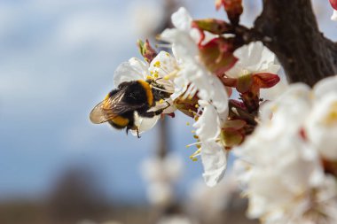 Beyaz kayısı çiçeklerinden polen toplayan sevimli küçük yaban arısı.