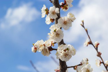 Çiçekli kayısı ağacı. Yumuşak odaklı kayısı ağacı çiçekleri. Ağaç dalında bahar beyaz çiçekleri. Çiçek açmış kayısı ağacı