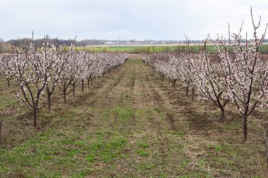 Pembe çiçekli bahar sahnesi. Baharın güneşli bir gününde çiçek açan kayısı ağacıyla güzel bir doğa sahnesi. Bahar çiçekleri. Güzel meyve bahçesi