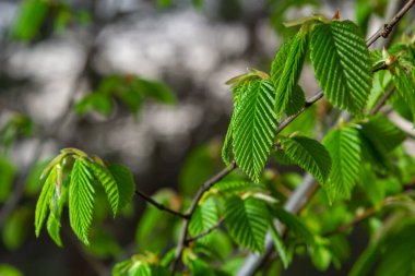 Açan boynuz ışını, Carpinus Betulus. Sandıkların ve dalların arka planında enfloresanlar ve genç boynuz demeti yaprakları