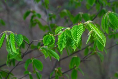 Açan boynuz ışını, Carpinus Betulus. Sandıkların ve dalların arka planında enfloresanlar ve genç boynuz demeti yaprakları