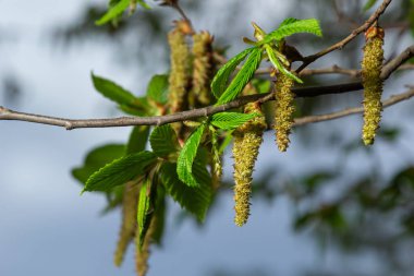 Açan boynuz ışını, Carpinus Betulus. Sandıkların ve dalların arka planında enfloresanlar ve genç boynuz demeti yaprakları