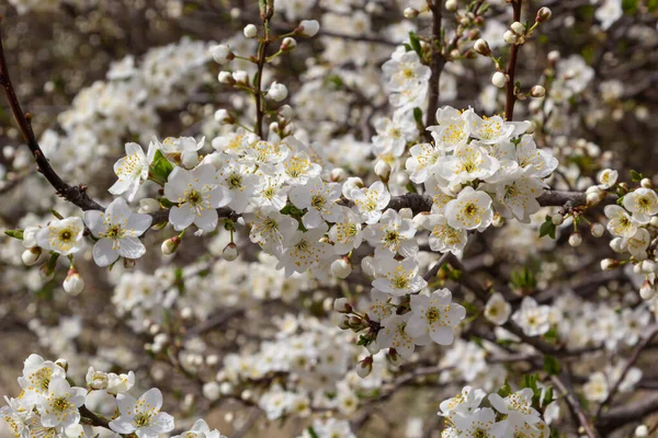 Prunus Cerasifera Prunier blanc en fleurs. Fleurs blanches de Prunus Cerasifera — Photo