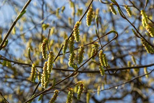 Blooming hornbeam, Carpinus betulus. Inflorescences and young leaves of hornbeam on the background of trunks and branches — Foto de Stock