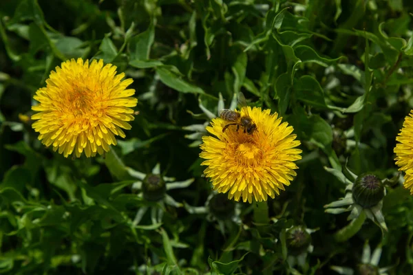Abeille à miel sur fleur de pissenlit jaune, Taraxacum fleurs jaunes fond nature — Photo