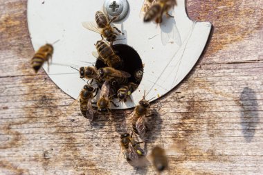 Arıların çoğu çiçek nektarı ve çiçek poleniyle arı kovanına girip çıkıyor. Çiçeklerden nektar toplayan arı sürüsü. Sağlıklı organik çiftlik balı.