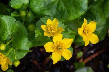 Bataklık göleti suyunun zeminine karşı Marigold Caltha palustris sarı çiçekleri. Vahşi bataklık çiçekleri zehirli, Marigold Caltha homeopatide kullanılır..