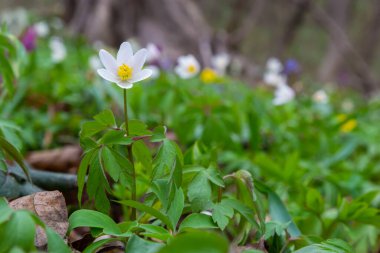 Anemone nemorosa, Anemon cinsine ait bir çiçekli bitkidir. Makro fotoğraf