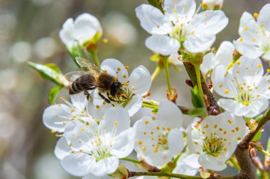 Kafkas eriği çiçekli bal arısı. Prunus cerasifera var.divaricata.