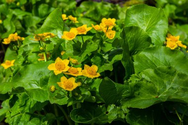 Bataklık göleti suyunun zeminine karşı Marigold Caltha palustris sarı çiçekleri. Vahşi bataklık çiçekleri zehirli, Marigold Caltha homeopatide kullanılır..