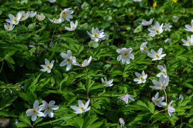 Anemone Nemorosa 'nın beyaz bahar çiçekleri baharda, güneşli bir günde orman zemininde.