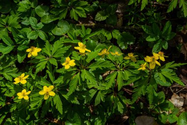 Anemone ranunculoides, sarı anemon, sarı ahşap anemon ya da düğün çiçeği şakayığı.