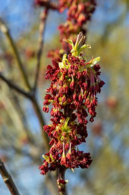 Acer negundo, kutucuk büyükleri, kutucuk büyükleri, kül yapraklı ve akçaağaç külü, Manitoba, elf, akçaağaç akçaağaç erkek cilt bakımı ve açık havada çiçekler. Bahar günü.