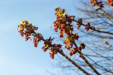 Kül yapraklı akçaağaç, Acer negundo, Manitoba akçaağaç, akçaağaç külü. Çiçekli akçaağaç.