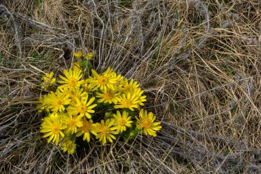 Adonis vernalis, sping garden'da çok yıllık bir çiçekli bitkidir. Adonis vernalis tıbbi bir bitkidir. Doğal arka planda sarı Adonis çiçekleri.