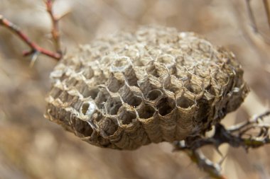 abandoned paper wasp nest on dry grass in meadows.