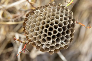 Terk edilmiş kağıt eşekarısı yuvası Çayırlardaki kuru çimlerde.