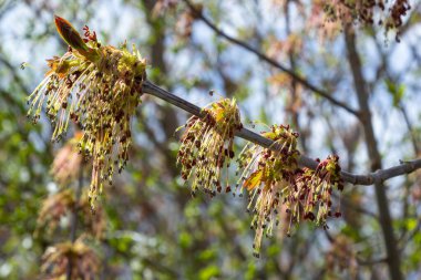Genç Akçaağaç yaprakları, Acer olarak da bilinen, bir ağaç ve çalı cinsidir. Acer pseudoplatanus, veya Acer platanoides, Avrupa 'nın en yaygın akçaağaç türü. Yüksek kalite fotoğraf.