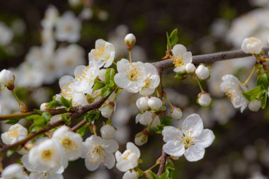 Erik Cerasifera Çiçek açan beyaz erik ağacı. Prunus Cerasifera 'nın beyaz çiçekleri.