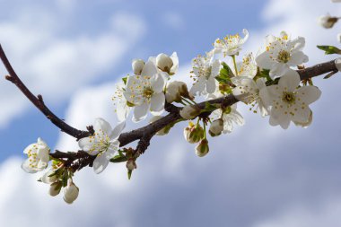 Erik Cerasifera Çiçek açan beyaz erik ağacı. Prunus Cerasifera 'nın beyaz çiçekleri.