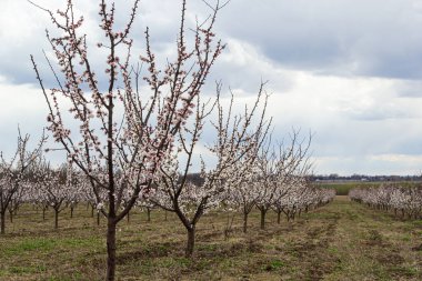 Pembe çiçekli bahar sahnesi. Baharın güneşli bir gününde çiçek açan kayısı ağacıyla güzel bir doğa sahnesi. Bahar çiçekleri. Güzel meyve bahçesi.