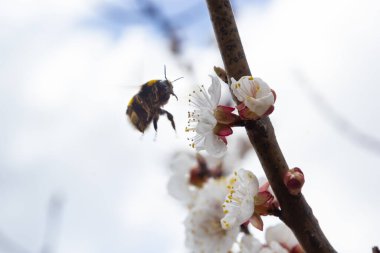 Beyaz kayısı çiçeklerinden polen toplayan sevimli küçük yaban arısı..