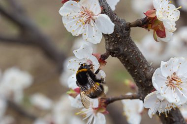 Beyaz kayısı çiçeklerinden polen toplayan sevimli küçük yaban arısı..