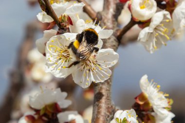 Beyaz kayısı çiçeklerinden polen toplayan sevimli küçük yaban arısı..