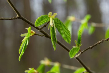 Baharda ilk yaprakları olan bir ağaç dalı. Carpinus orientalis. Yumuşak odak.