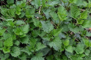 Isırgan otu çalıları. Isırgan yaprakları. Üst Manzara. Botanik desen. Yeşillik yaygın ısırgan otu.