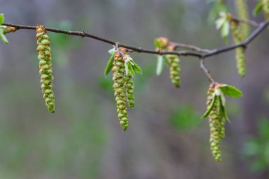 Açan boynuz ışını, Carpinus Betulus. Sandıkların ve dalların arka planında enfloresanlar ve genç boynuz demeti yaprakları.