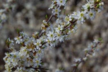 Prunus spinosa, gülgiller (Rosaceae) familyasından bir kuş türü. Prunus spinosa, blackthorn ya da sloe ağacı denir ilkbaharda açan.