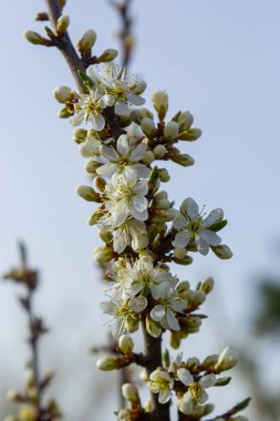 Prunus spinosa, gülgiller (Rosaceae) familyasından bir kuş türü. Prunus spinosa, blackthorn ya da sloe ağacı denir ilkbaharda açan.