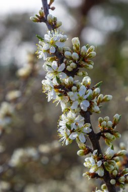 Blackthorn prunus spinosa sloe bitki beyaz çiçek çiçek çiçek ayrıntıları ilkbahar vahşi meyve.