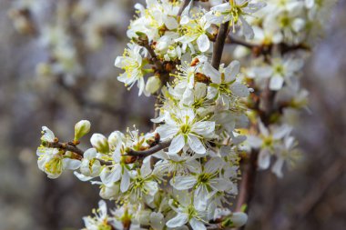 Prunus spinosa, gülgiller (Rosaceae) familyasından bir kuş türü. Prunus spinosa, blackthorn ya da sloe ağacı denir ilkbaharda açan.
