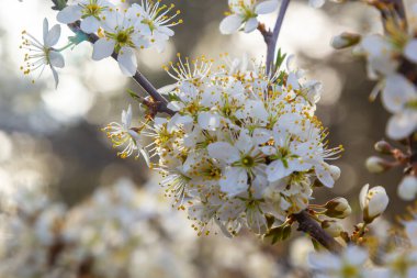 Blackthorn prunus spinosa sloe bitki beyaz çiçek çiçek çiçek ayrıntıları ilkbahar vahşi meyve.