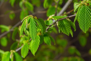 Baharda ilk yaprakları olan bir ağaç dalı. Carpinus orientalis. Yumuşak odak.